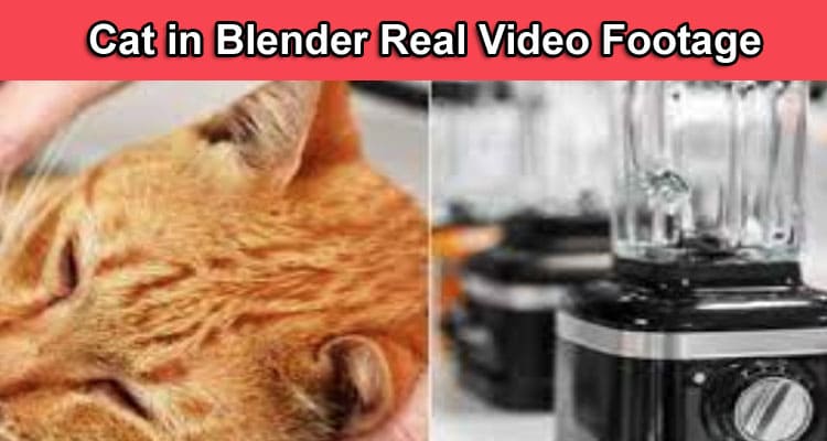 Latest News Cat In Blender Real Video Footage